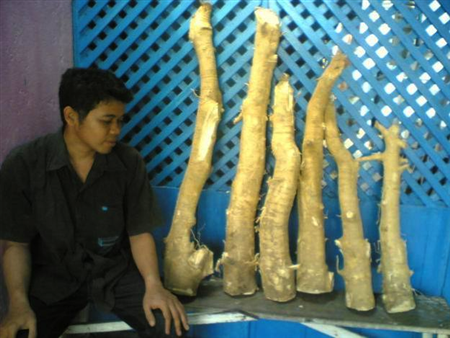 Thực hư thần dược chữa ung thư 'Xáo tam phân'