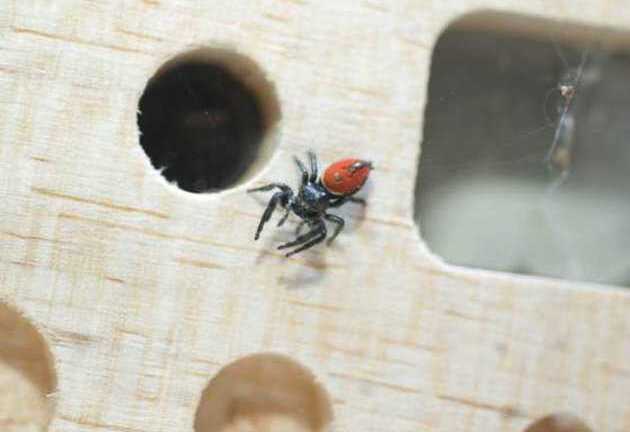 Kì lạ chú nhện ở Mỹ đi du hành vũ trụ