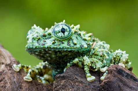 Loài ếch quái dị nhất hành tinh chỉ có ở Việt Nam