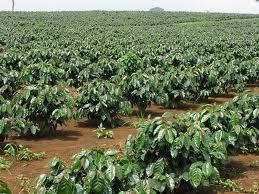 Bắt kẻ sát hại anh ruột rồi tổ chức mai táng phi tang