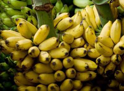 Hà Nội thừa nhận chuối, đu đủ ủ hóa chất bí ẩn