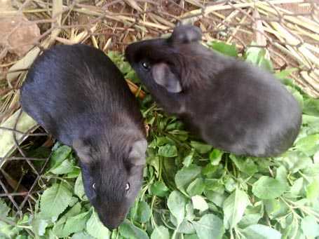 Chồn nhung đen là chồn hay chuột?