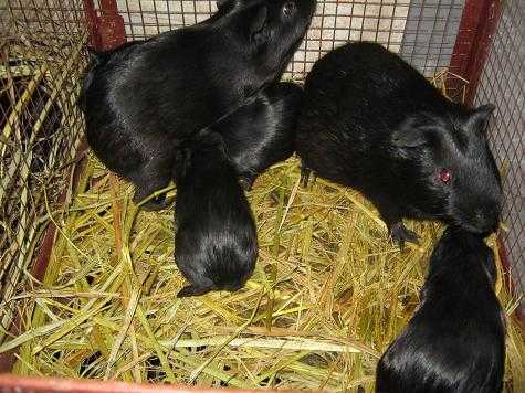 Nuôi chồn nhung đa cấp: Lo nông dân 'chết' hàng loạt