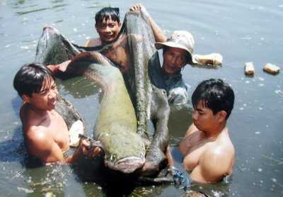 Ùn ùn kéo xem 'quái vật vùng Amazon' ở Sóc Trăng