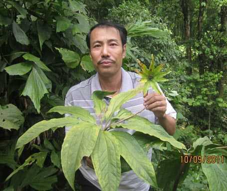 Ông vua thuốc Nam trên dãy Hoàng Liên