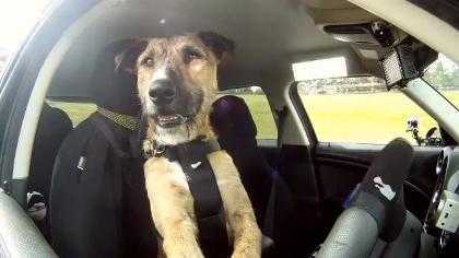 Clip xem nhiều nhất tuần: Chú chó đầu tiên biết lái xe