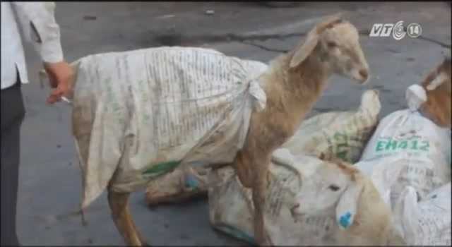 TP.HCM: Xe tải lật nhào, 50 con dê tràn ra phố