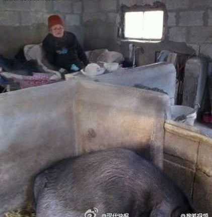 Phẫn nộ con trai để mẹ sống trong chuồng lợn 2 năm