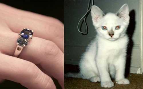 'Hốt bạc' nhờ biến thú cưng thành kim cương