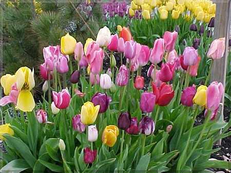 Làng hoa Đà Lạt rộn ràng mùa Tết