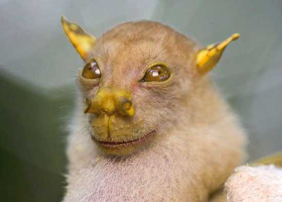 Phát hiện loài mới ở Việt Nam: Sinh vật nhỏ mặt quỷ