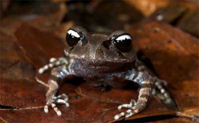 Tìm thấy ếch biết hót ở Việt Nam