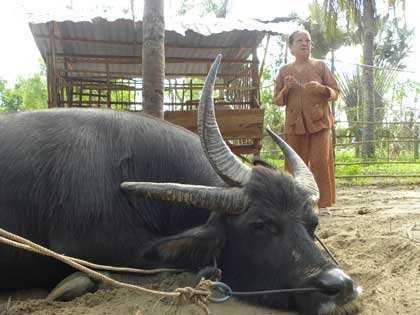 Lạ kỳ con trâu 3 sừng và trâu…lùn nhất thế giới?