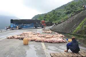Lật xe, hàng trăm con heo chạy rông trên đèo Hải Vân