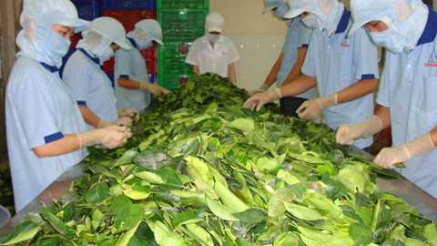 Thương lái bí ẩn thu mua... ngọn lá sắn