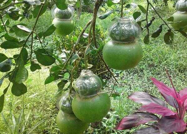 Đột nhập vườn 'đúc' bưởi hồ lô khắc chữ Tài Lộc