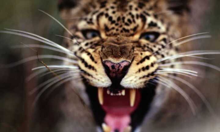 Ngôi đền ngàn tuổi và chiếc ấn thiêng bị đánh cắp