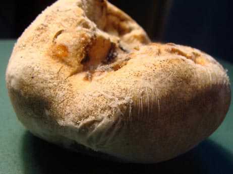 Những thứ đắt như vàng ròng trong đại ngàn Hoàng Liên