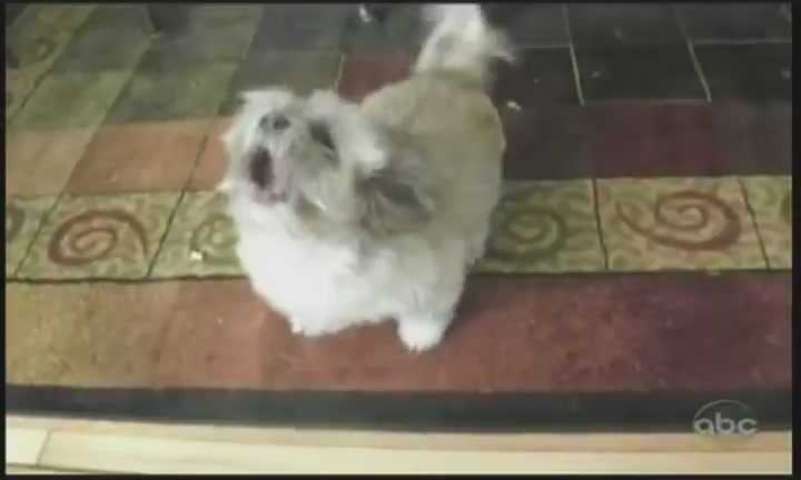 Chú chó có giọng sủa như... người hét