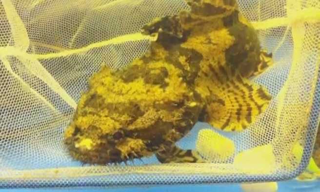 Hà Nội: Xuất hiện cá cảnh có thân hình kì dị