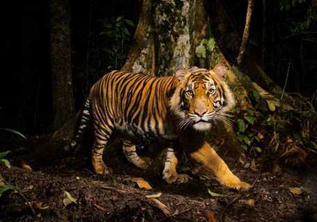 Hãi hùng cọp dữ trêu người ở Mường Lát