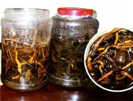 Sự thật tác dụng rượu ngâm cây thuốc phiện