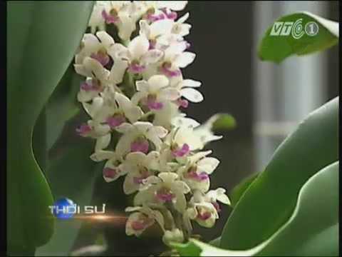 Ngắm lan quý 30 tuổi trổ hoa đẹp mê hồn giữa Thủ đô