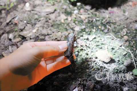 Nông dân Trung Quốc dùng chất thải độc hại làm phân bón