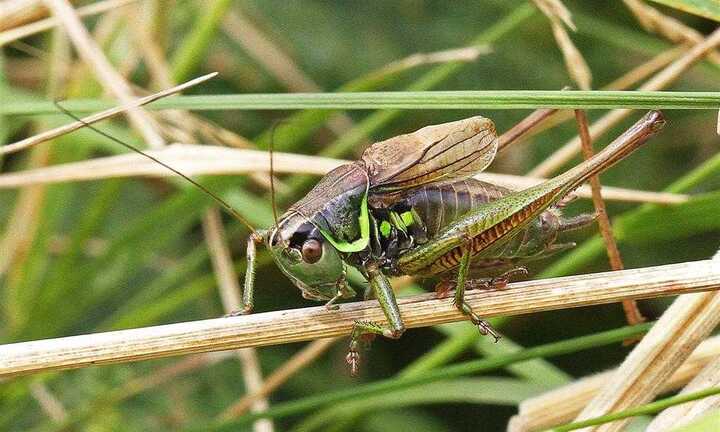 Nông dân kiếm bộn tiền nhờ nuôi dế biết hát