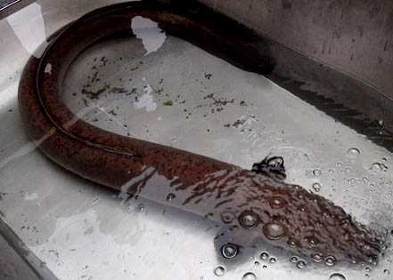 Xem lươn khổng lồ dài 1,5m, nặng gần 10kg ở Nghệ An