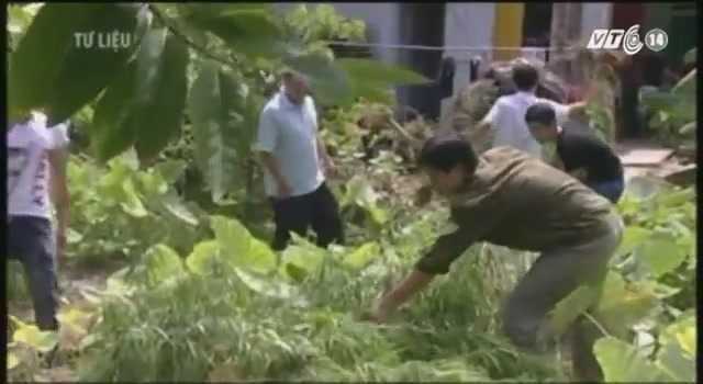Ngang nhiên trồng cả vườn thuốc phiện giữa thành phố