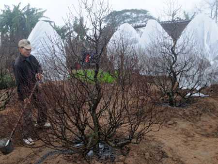 Mặc áo sưởi ấm cho đào, người dân vẫn lo sốt vó