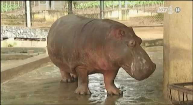 Xem động vật ở Vườn thú Hà Nội đối chọi với rét