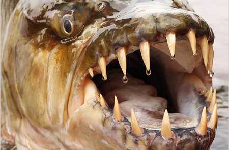 Hãi hùng quái vật nước ngọt dưới lòng sông