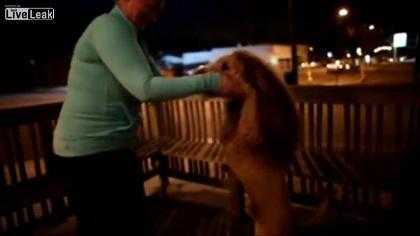 Clip Khiếp sợ chó có hình hài sư tử nổi bật nhất tuần