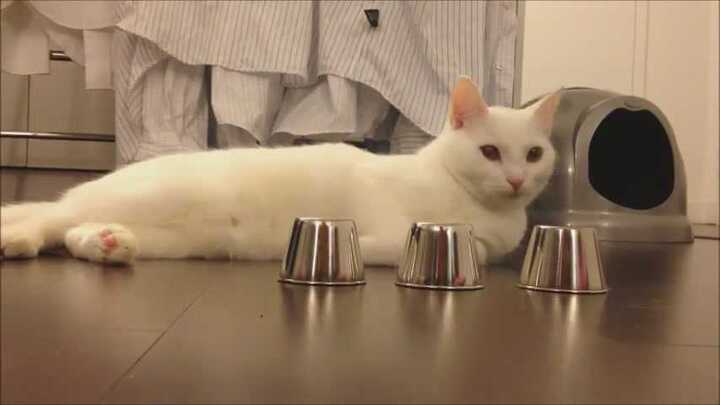 Cư dân mạng đổ xô xem chú mèo có tài đoán trúng phóc