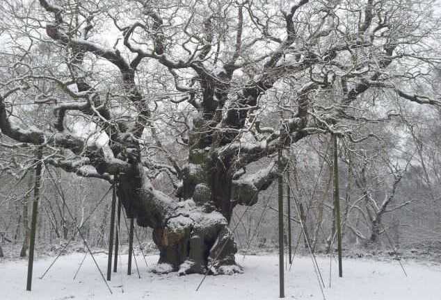 Hình sư thầy dưới gốc cây nghìn tuổi gây sốt trên mạng