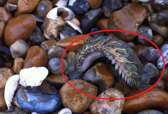 Quái vật biển đầy lông bất ngờ xuất hiện ở bờ biển