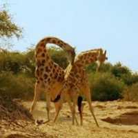 Clip: Hai con hươu cao cổ đánh nhau đến chết