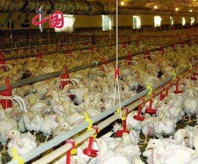 Gà bệnh thành món KFC