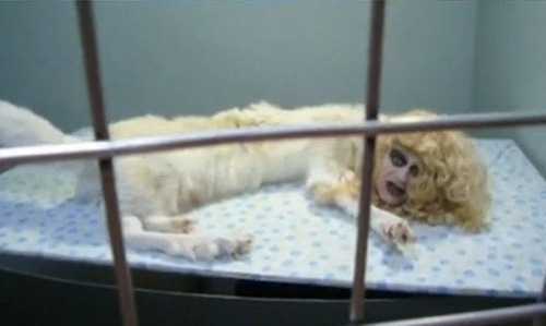 Clip về 'chó mặt người' gây tranh cãi kịch liệt