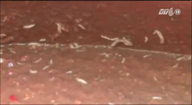 Phát hiện kinh hoàng: Sa tế, tương ớt làm từ dòi bọ