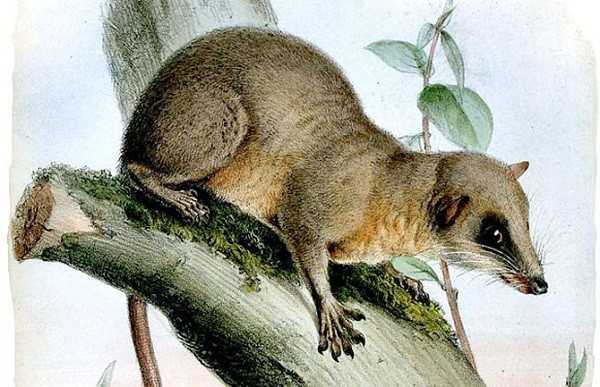 Clip Chuột chù uống rượu không biết say