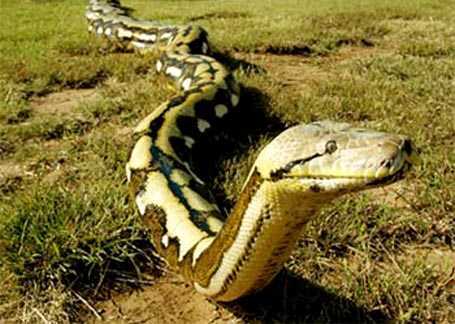 Cái chết bí ẩn của thợ săn giết trăn khổng lồ ở Sơn La