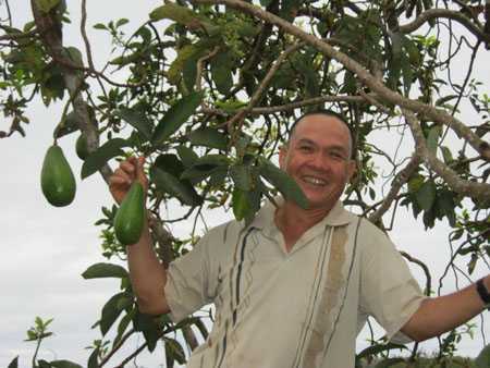 Thu hàng chục triệu đồng nhờ cây bơ 'tứ quý'