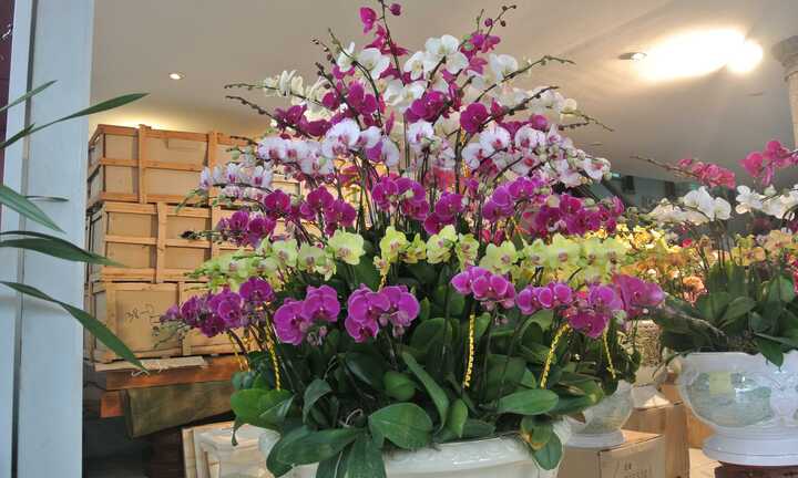 65 triệu một chậu lan, 70 triệu một gốc đào