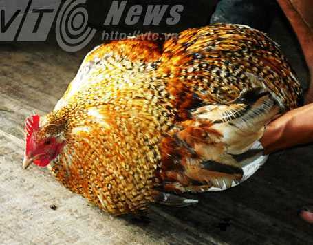 Những chuyện kỳ dị quanh giống gà không phao câu