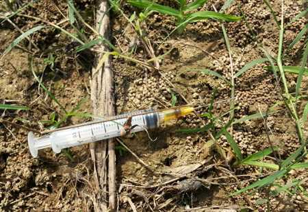 Kinh hoàng kim tiêm dính máu 'găm' đầy ruộng mía