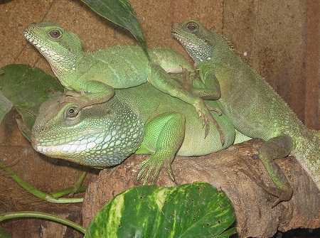 Bỏ tiền triệu săn rồng đất