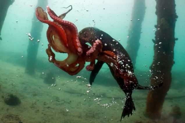 Clip, ảnh: 'Quái vật' đại dương hỗn chiến ác liệt